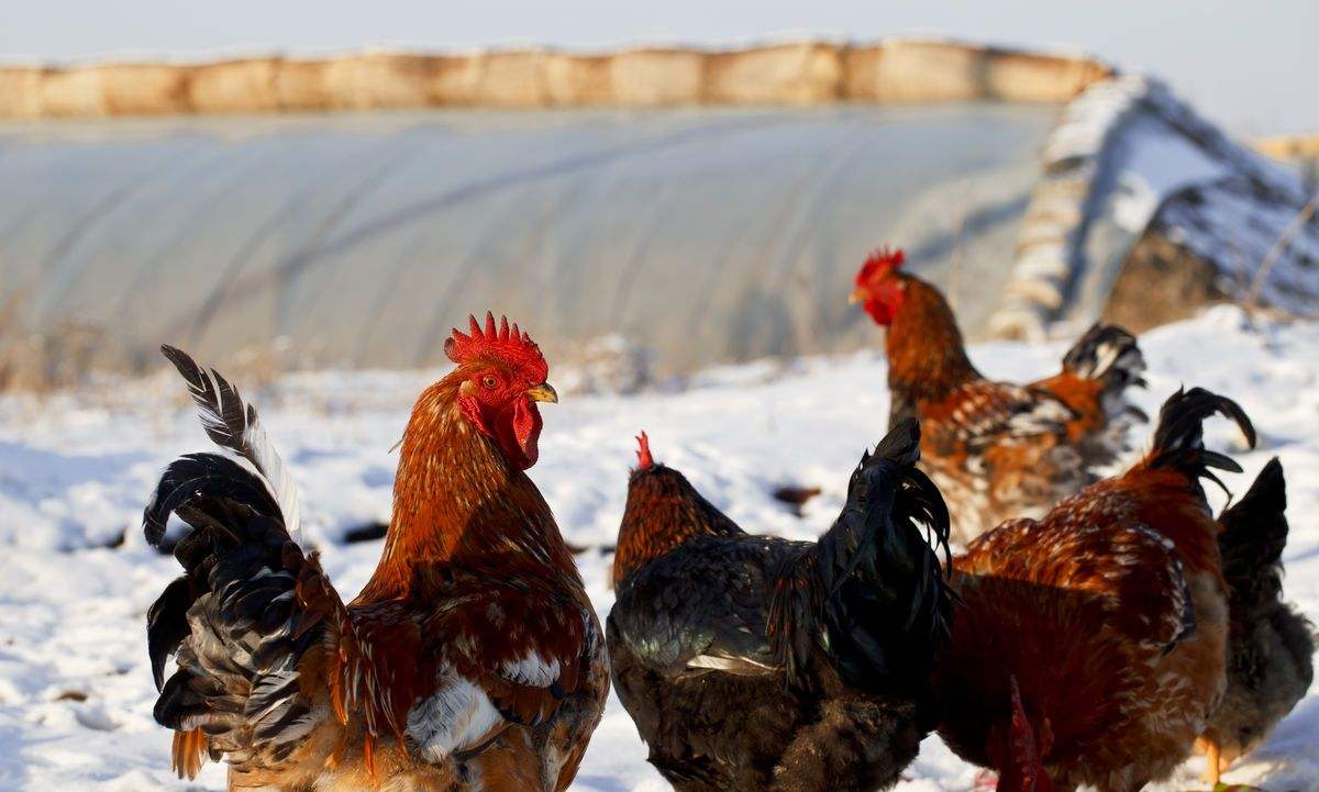 冬天怎么养鸡，保证产量？