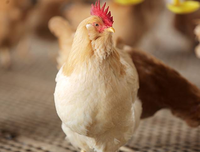 胡须鸡要怎么养殖？
