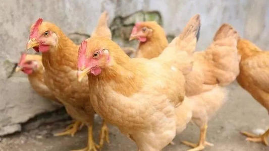肉食鸡怎能迅速促生长发育？